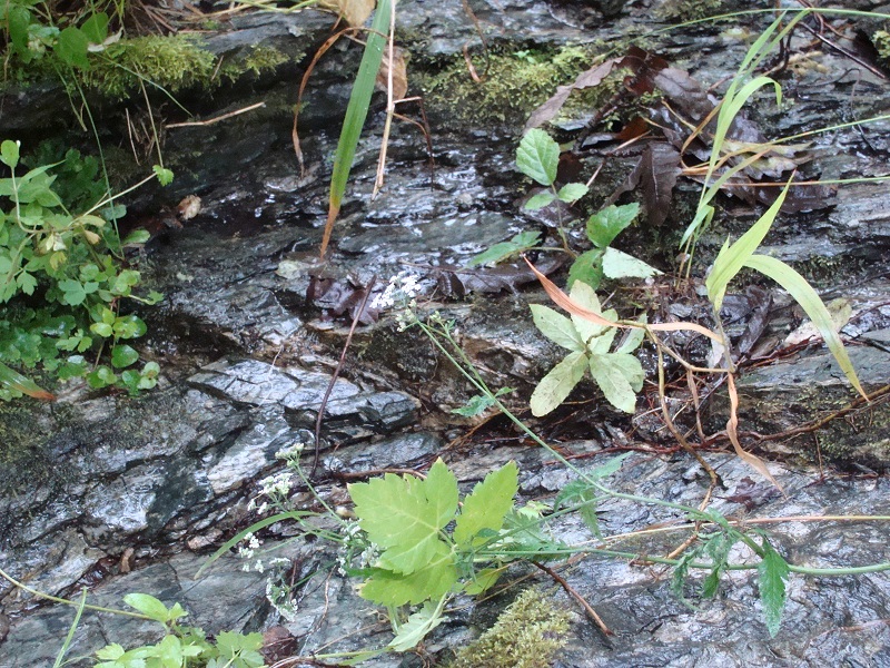 DSC09785.JPG